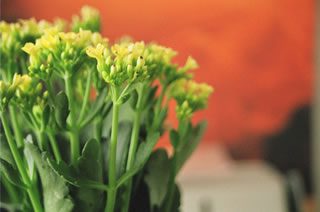 Kalanchoe blossfeldiana